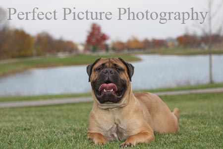 Pet photography l